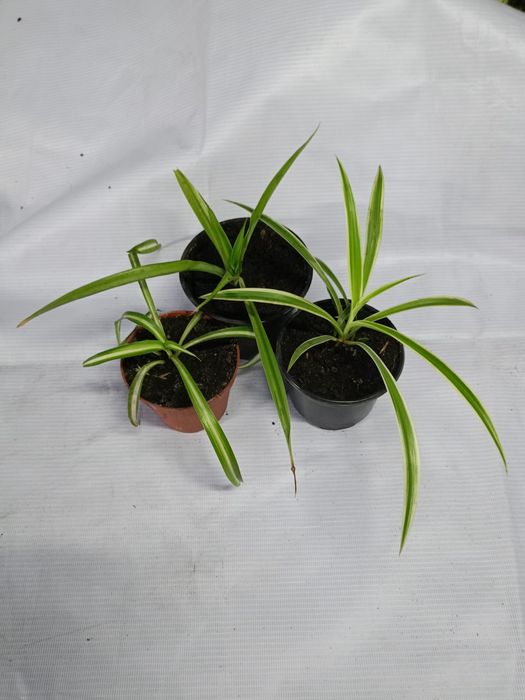 Продам комнатные цветы