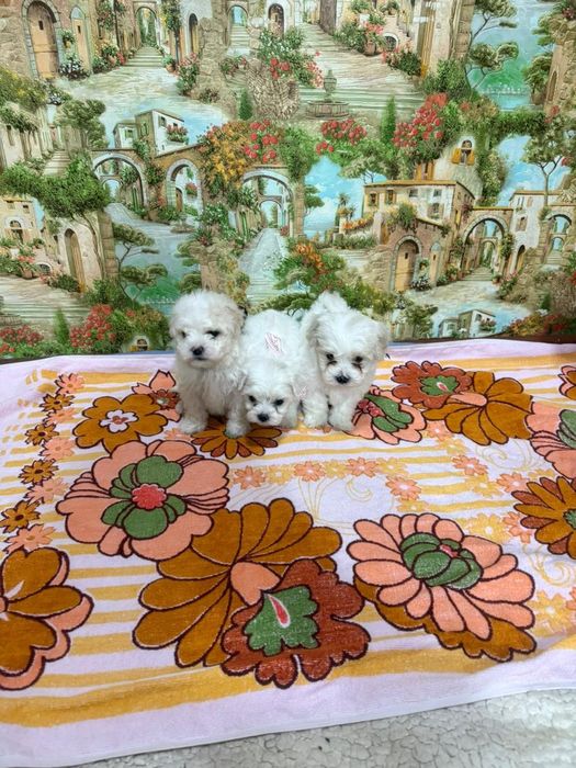 Продам щенков мальтипу