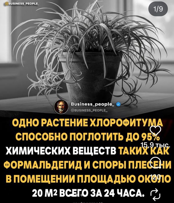 Продаю каланхоэ и детки хлорофитума