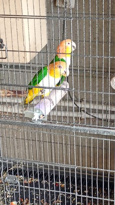Vand pereche de papagali caique