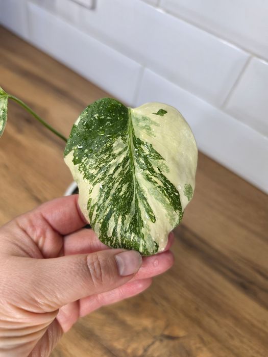 Монстера Альба (Monstera albo-variegata)