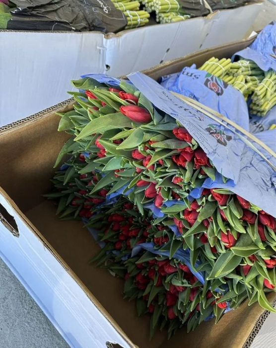 Гулдер, Кызгалдактар голландия