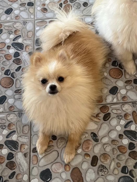 Femela Pomeranian crem/roșcat cu PEDIGREE