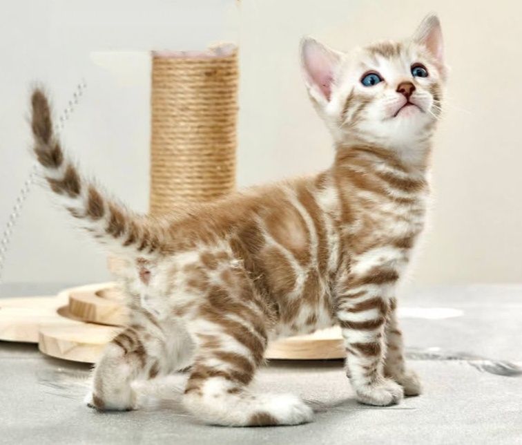 Девочки окраса снежный ммнк