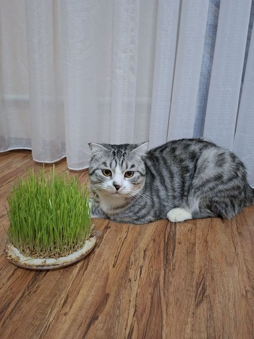 Сотилади скотиш фолд 450 000