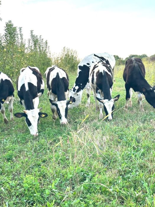 Продам бычков породистые