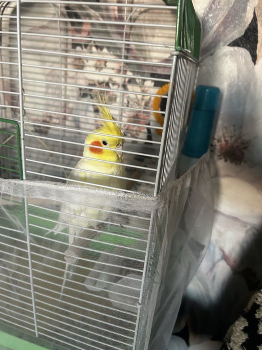 Попугай корелла, мальчик красавчик