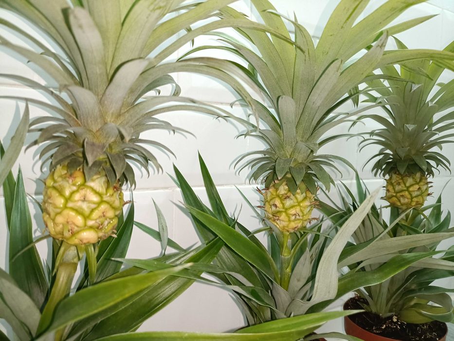 Plante tropicale perene