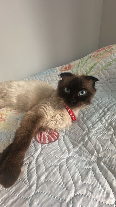 Отдам кота в добрые руки