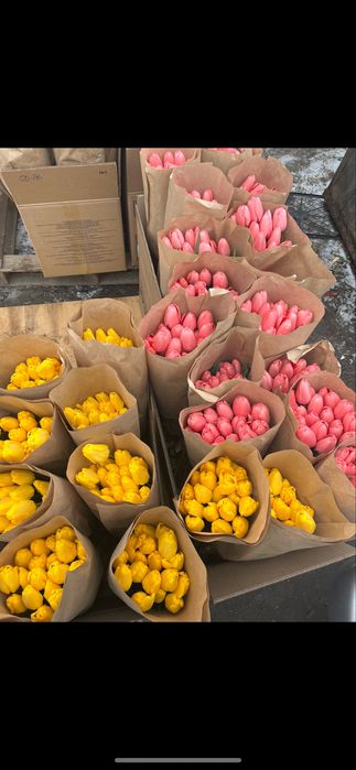 Тюльпаны оптом голландские