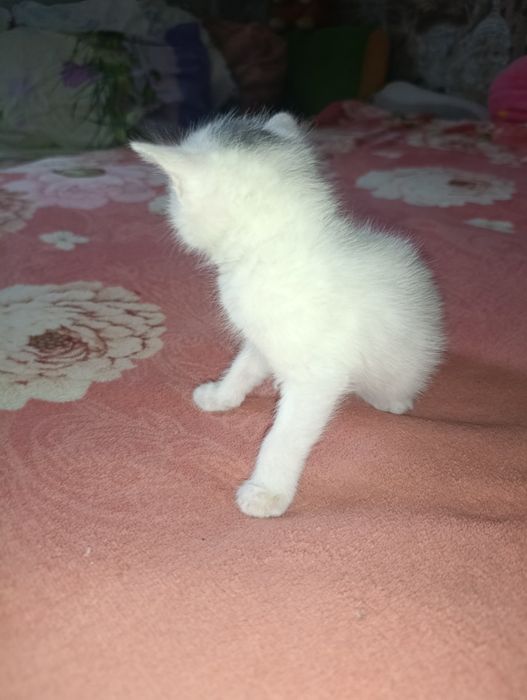 Продам котят британцев