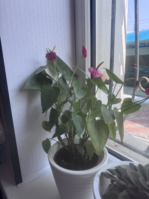 Комнатные цветы для дома , кафе, рестораны