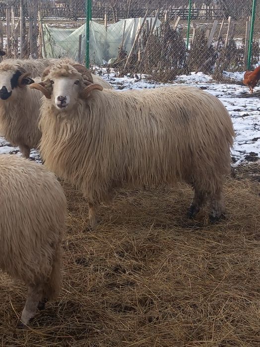 Berbec Bâl de 2 ani