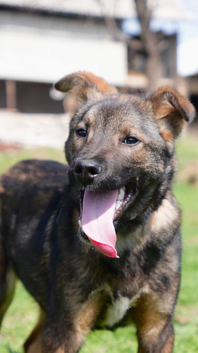 Щенок 5-6 месяцев ищет семью