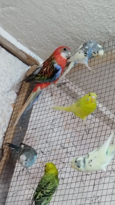 Красни разела сотилади