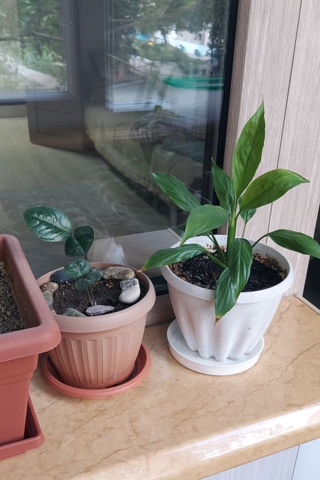 Продам комнатные цветы