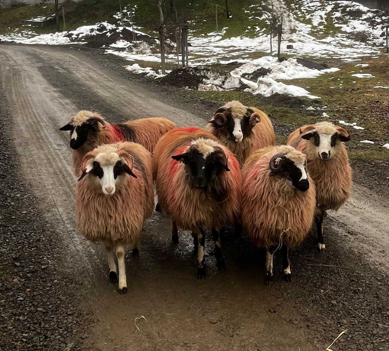 Berbecuț miele breze