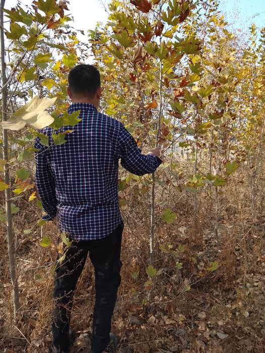 Har xil turdagi ko‘chatlar