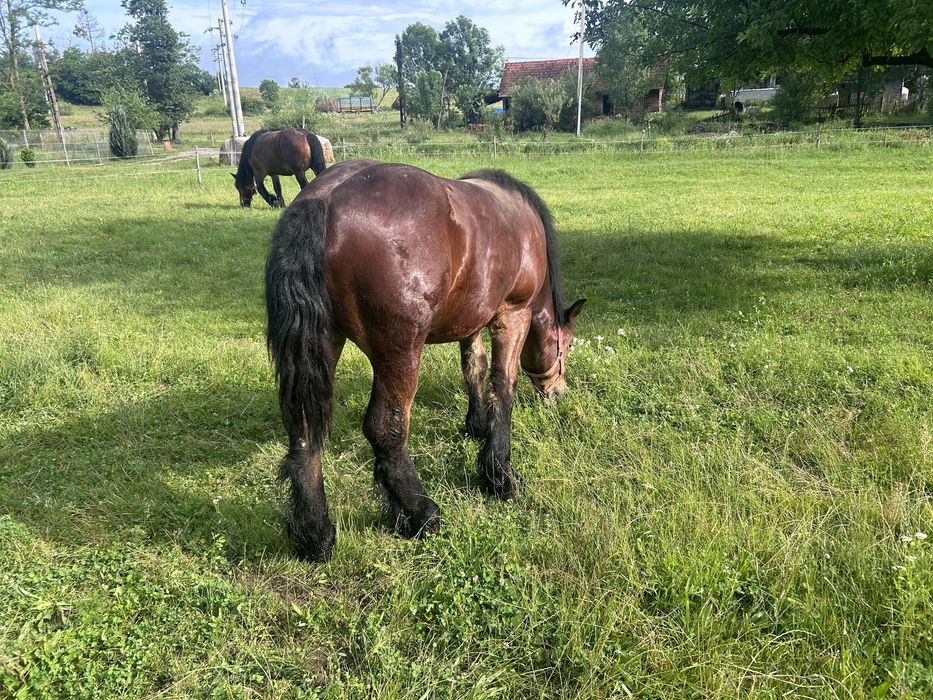 Armasar de 1 an din parinti cu pedigree
