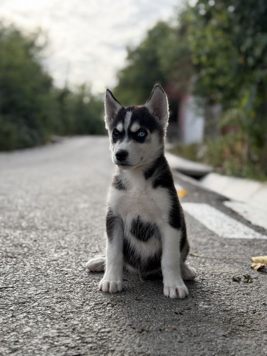 Disponibil mascul husky siberian!