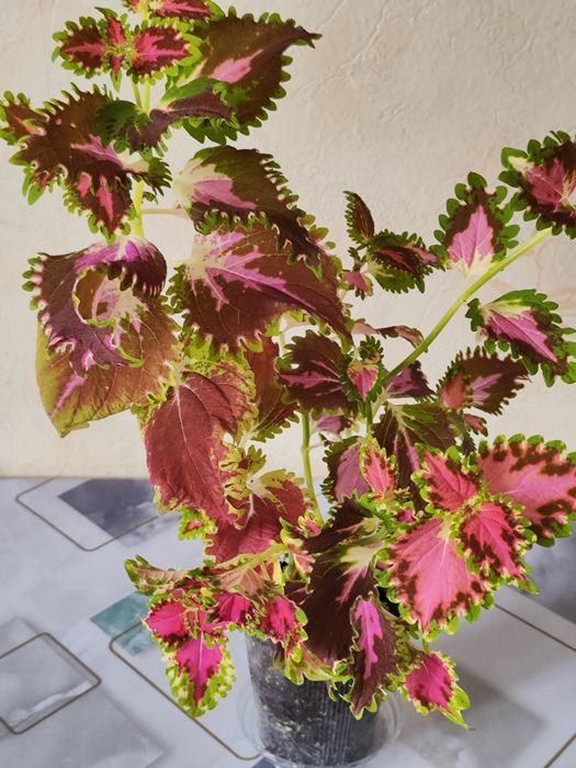 Комнатные растения, распродажа.