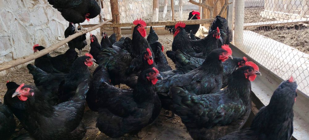 Кора товук тухумлари сотилади