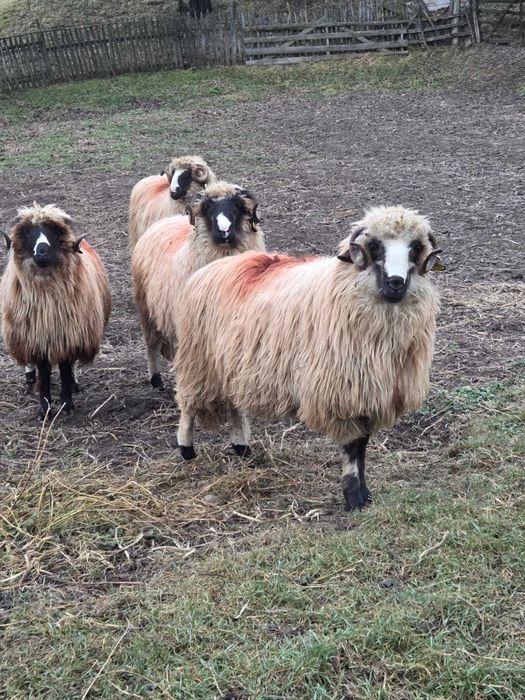 Vând 4 berbecuți la alegere