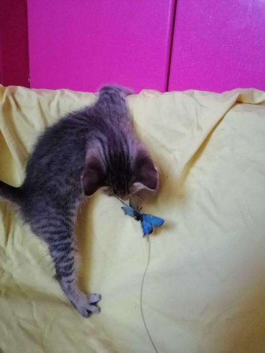 ОБЫЧНЫЙ КОТЕНОК или шпионский кастинг? Девочка и Мальчик 2 мес.