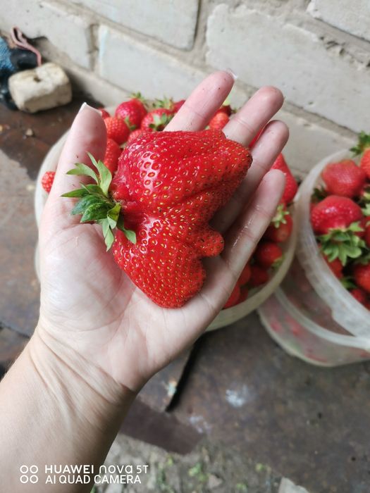 Продам дачу с летним домом