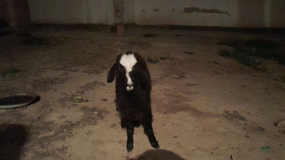 Ешкі мен лақтар сатамын