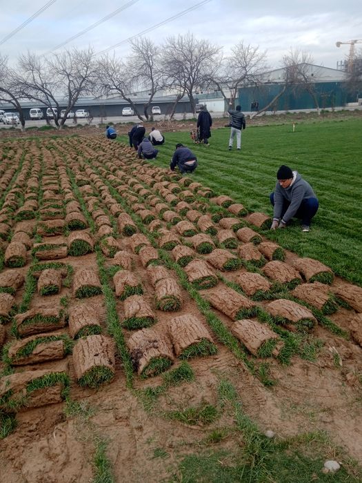 Gazon urug sepish landshaft palif xizmati