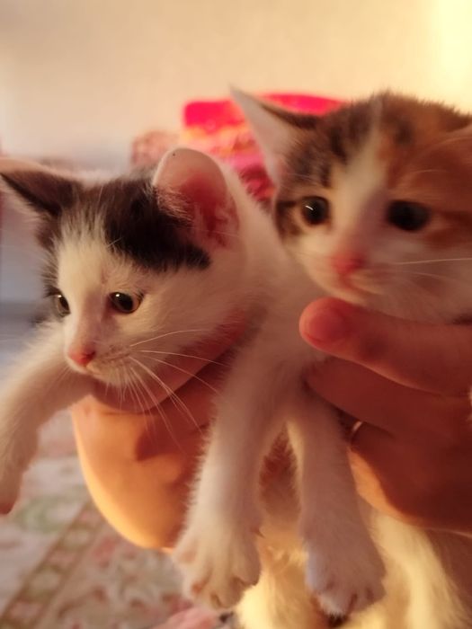 Девочки котята ищут дом