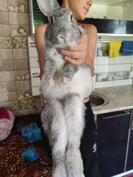 Quyonlar arzon NAVOIY