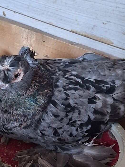 Продам двух чубых голубей