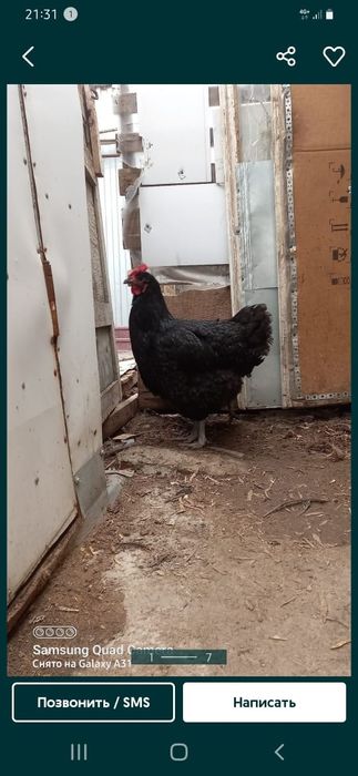 Продажа имеется яйцо