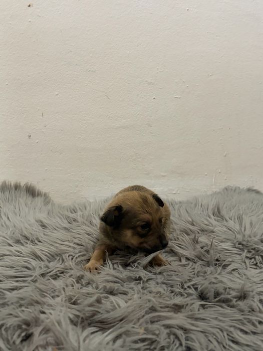 Пинчерчета.