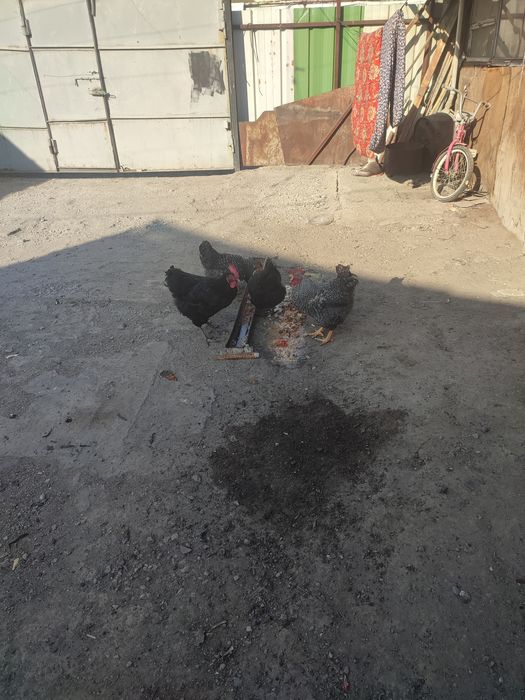 Пара куреей рябый и черный