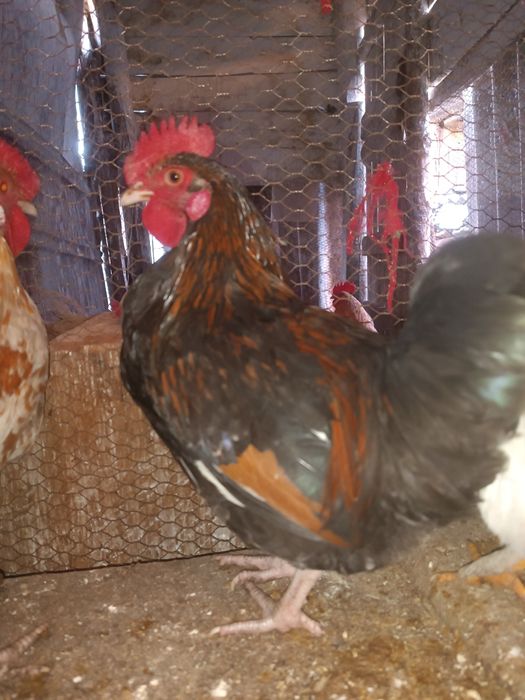 Млади петли идеални за ято