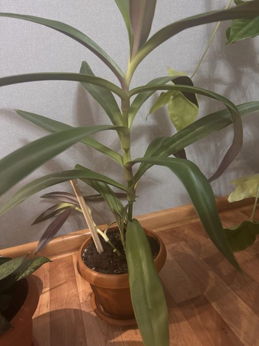 комнатные растения