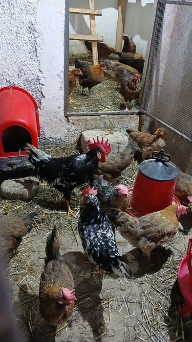 Oua incubat italiene