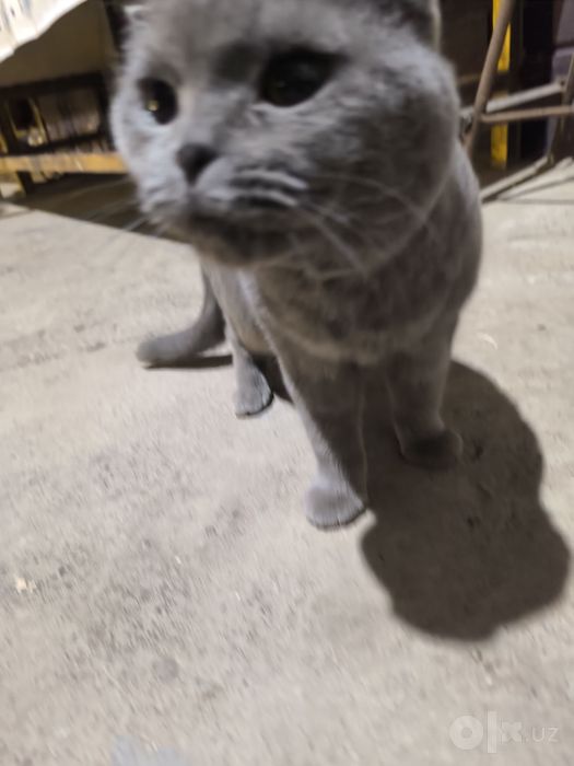 Продается Шотландская Scottish Fold