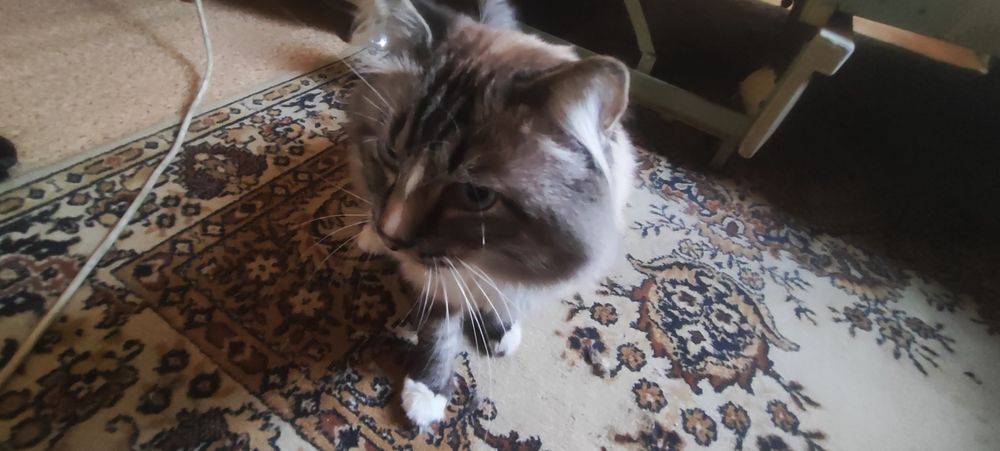 Срочно отдам кота в добрые руки