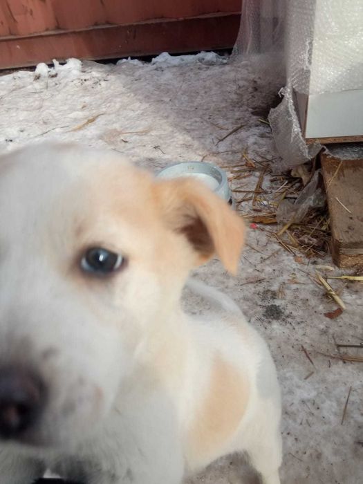 Щенки 2 месяца мать лайка