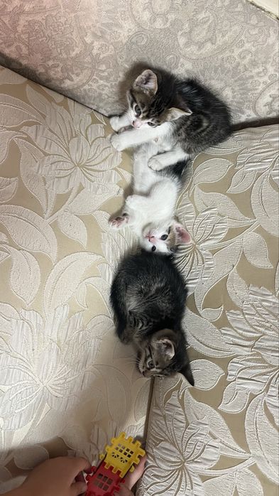Отдам домашних котят срочно