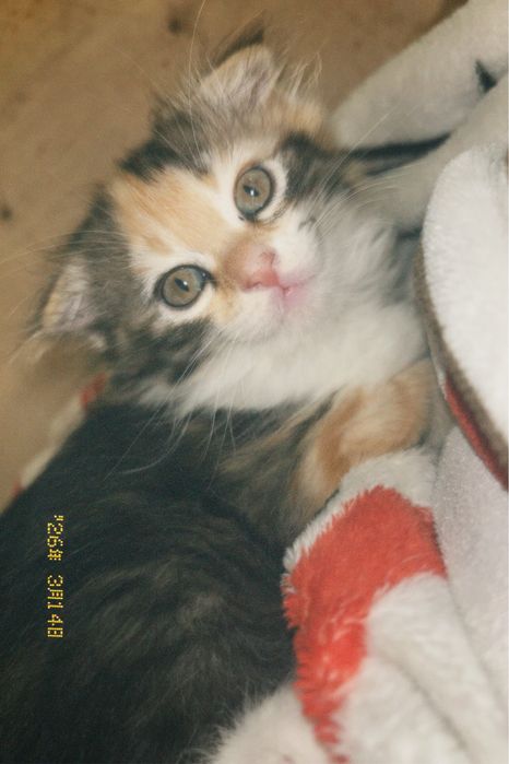 Пушистый вислоухий котенок