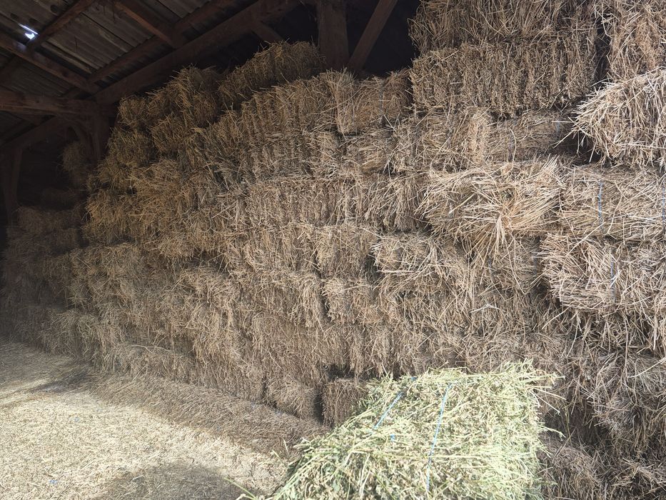 Vand baloti de Lucerna fan productie 2025  Transport la domicilu