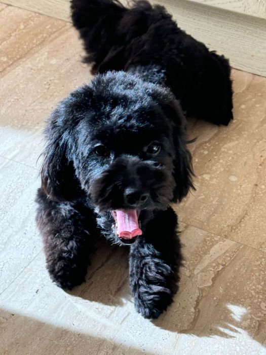 Мальтипу Мальчик ВЯЗКА.