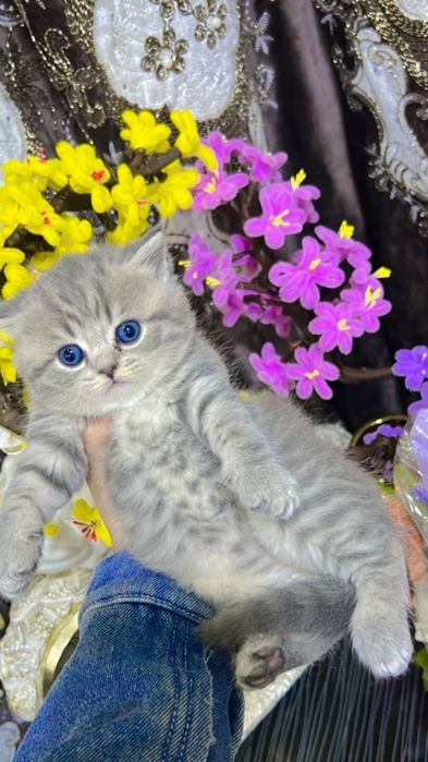 Продаю шиншиллу девочка и мальчик