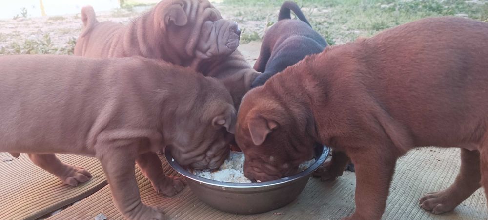 Щенки шарпей шоколад