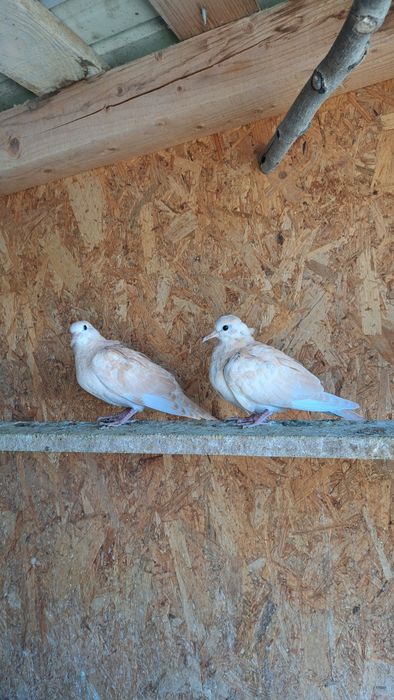 Porumbei voiajori  / Cucuruzi